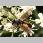 Hemyda vittata - Raupenfliege 02.jpg